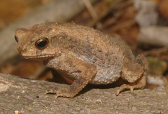 Ingerophrynus parvus