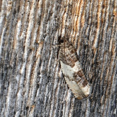 Pseudosciaphila duplex