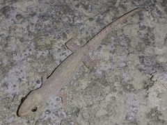 Hemidactylus frenatus