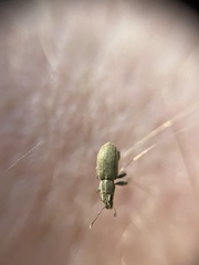 Sitona lineatus