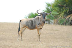 Connochaetes taurinus