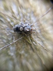 Platybunus pinetorum