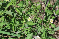 Lantana canescens