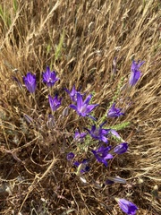 Brodiaea elegans