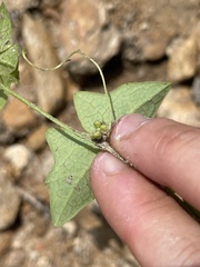 Solena amplexicaulis