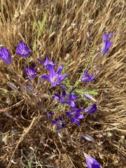 Brodiaea elegans