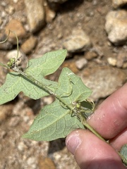 Solena amplexicaulis