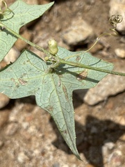 Solena amplexicaulis