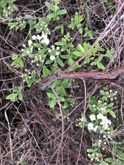 Spiraea cinerea