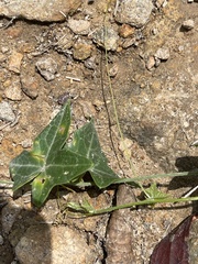 Solena amplexicaulis