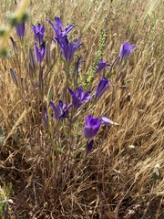 Brodiaea elegans