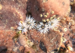 Anthopleura mariscali