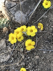 Oxalis perdicaria