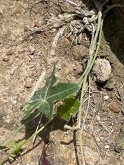 Solena amplexicaulis