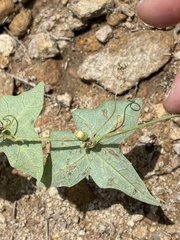 Solena amplexicaulis