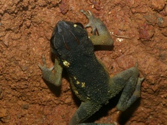 Ingerophrynus parvus