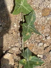 Solena amplexicaulis