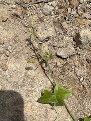 Solena amplexicaulis