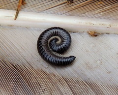 Rossiulus kessleri
