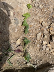 Solena amplexicaulis