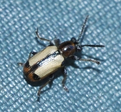 Crioceris paracenthesis