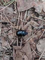 Anoplotrupes stercorosus