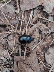 Anoplotrupes stercorosus