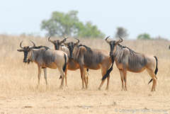 Connochaetes taurinus