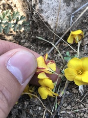 Oxalis perdicaria