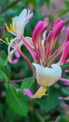 Lonicera caprifolium