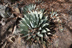 Agave parryi