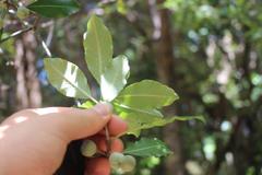 Pittosporum huttonianum