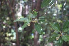 Pittosporum huttonianum