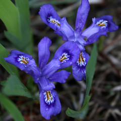 Iris lacustris