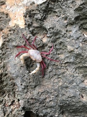 Madagapotamon humberti