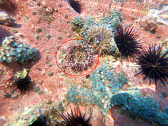 Bunodosoma californica