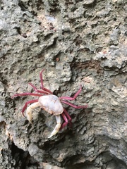 Madagapotamon humberti