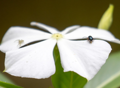 Thomisidae