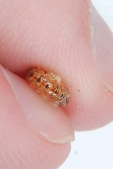 Eurymerodesmus varius varius