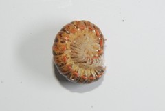 Eurymerodesmus varius varius