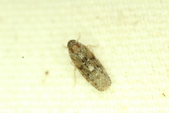 Synecdoche nemoralis