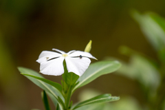 Thomisidae