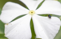 Thomisidae