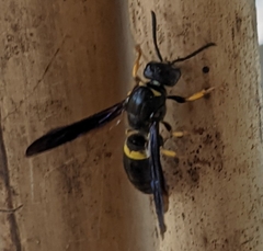 Ancistrocerus spinolae