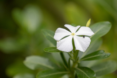 Thomisidae