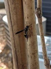 Ancistrocerus spinolae