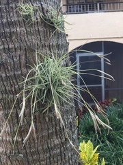 Tillandsia recurvata image
