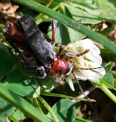 Cantharis rustica