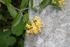 Angiospermae