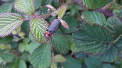 Cantharis rustica